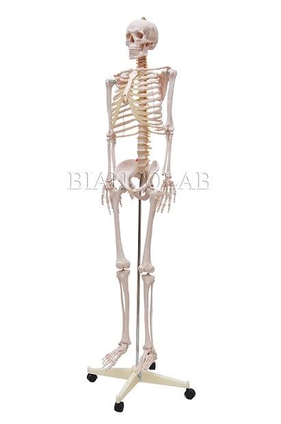 70cm Esqueleto De Fenda