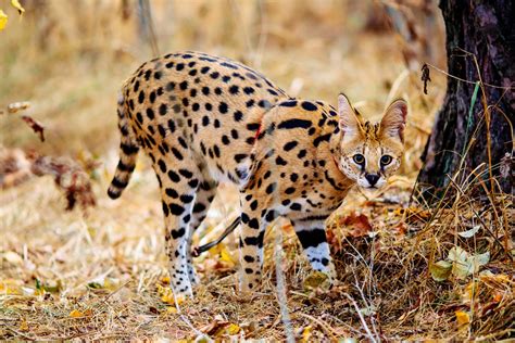 African Cats Betano