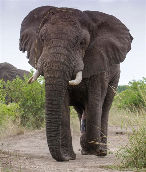 African Elephant Novibet