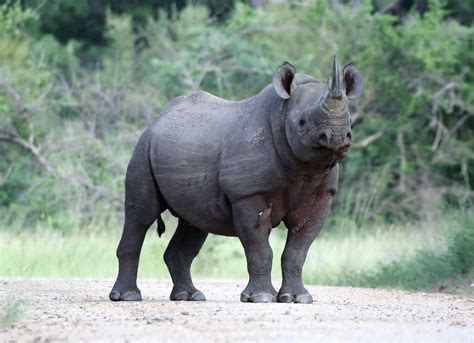 African Rhino Parimatch