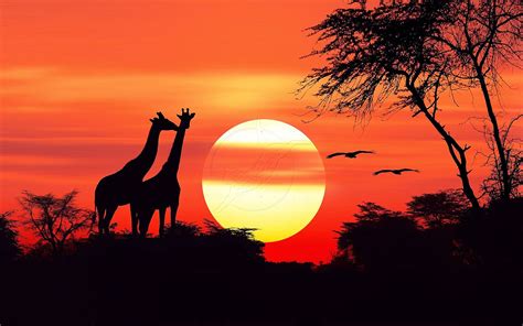 African Sunset Blaze