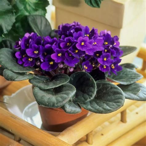 African Violet Blackjack Supremo