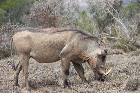 African Wild Bodog