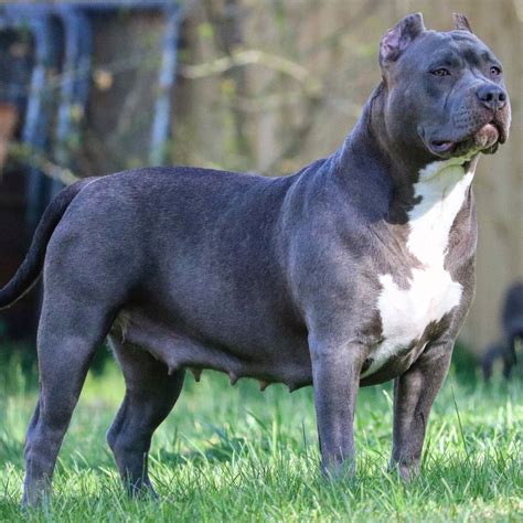 American Bully Blackjack