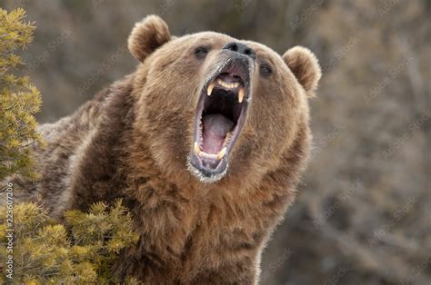 Angry Bear Brabet