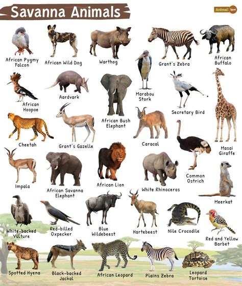 Animals Of Africa Bwin