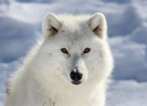 Artic Wolf Bwin