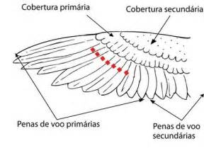 Asa De Slots Em Aves