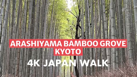 Bamboo Grove Bodog