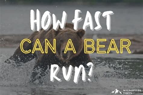 Bear Run Brabet