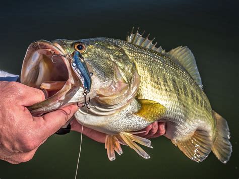 Big Catch Bass Fishing Brabet