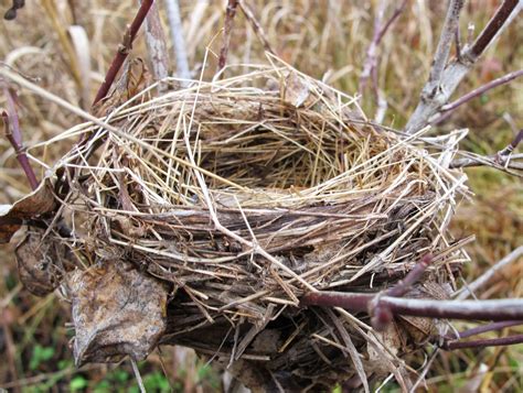 Birds Nest Betsul