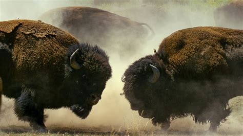 Bison Battle Brabet