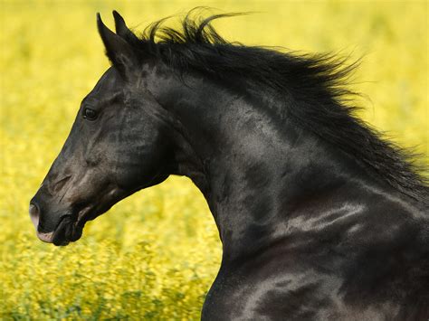 Black Horse Betsul