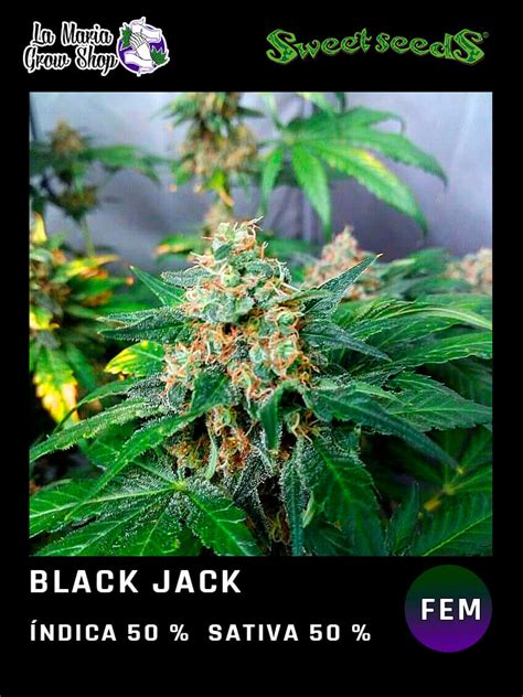 Black Jack Feminizadas