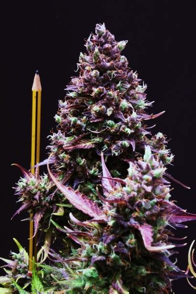 Blackjack Auto De Cannabis