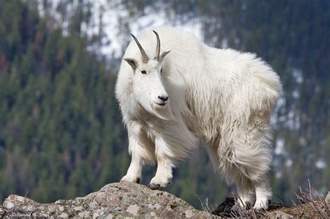 Cabras Da Montanha Harlem Roleta Acordes