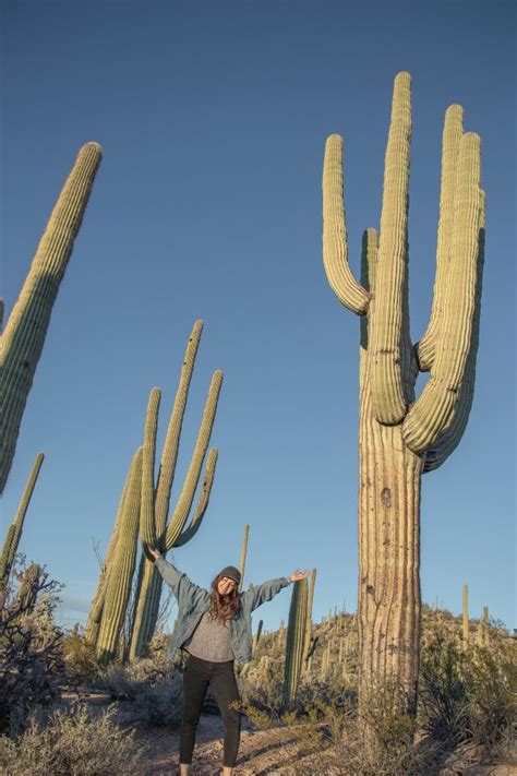 Cactus Grand Bodog