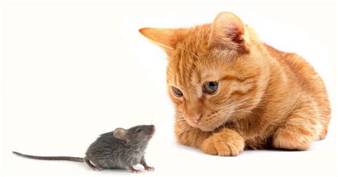 Cat And Mouse Brabet
