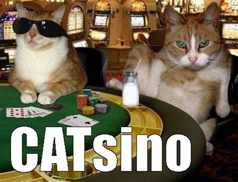 Cat Casino Tumblr