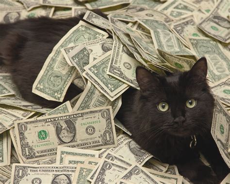 Cats And Cash Betsul