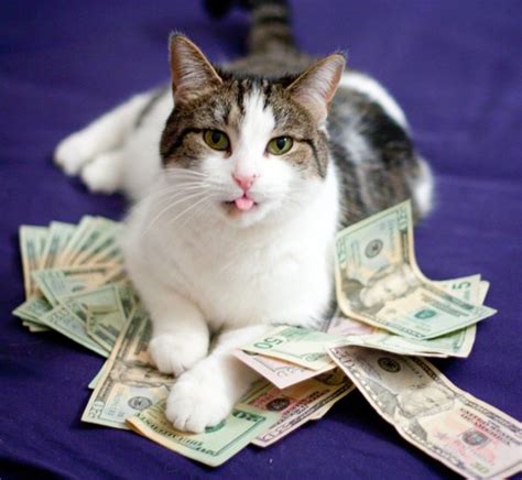 Cats And Cash Novibet