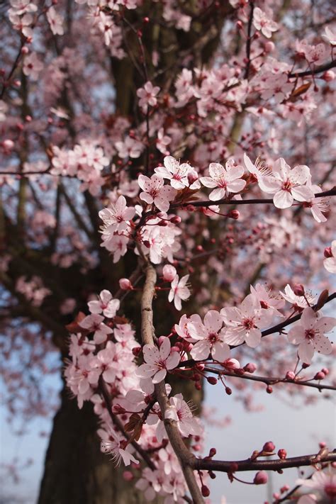 Cherry Blossom Netbet