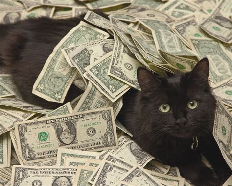 Cozy Cat Cash Brabet