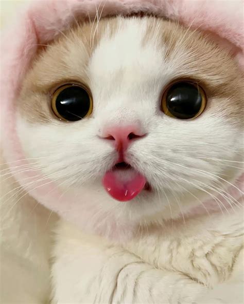 Cute Cats Betsul