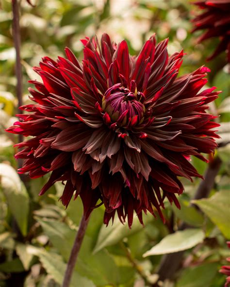 Dahlia Black Jack Tuberculos