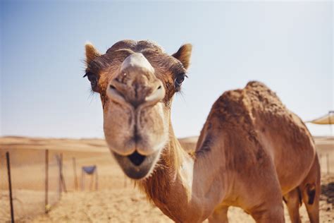Desert Camel Bwin