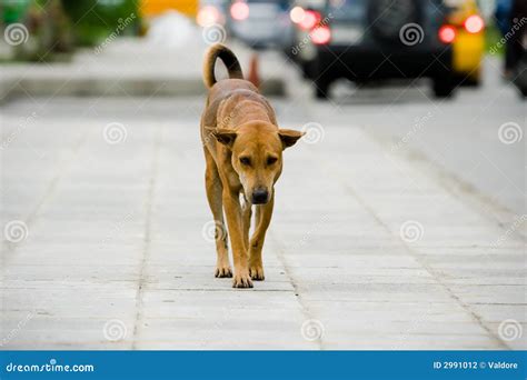 Dogs Street Bodog