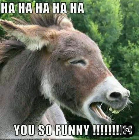 Donkey Meme