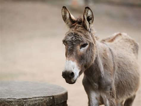 Donkey Significado