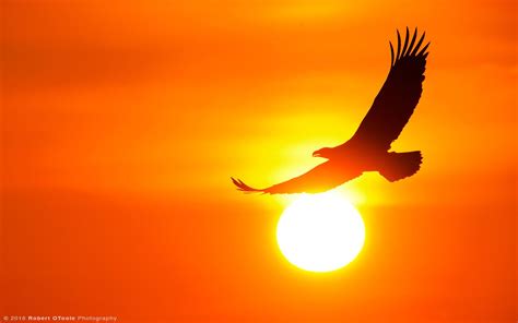 Eagle Sun Brabet
