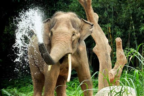 Elephant Splash Betsul