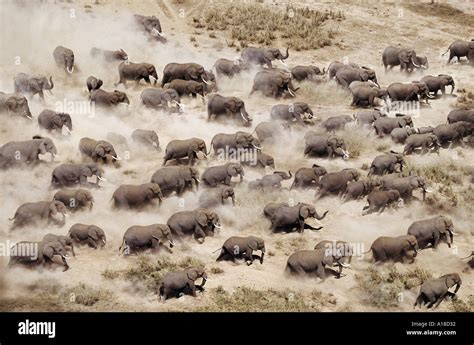 Elephant Stampede Brabet