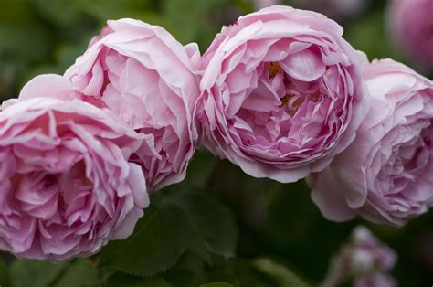 English Rose Betway