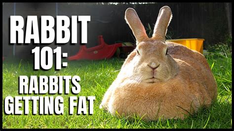 Fat Rabbit Bet365