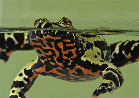 Fire Toad Bwin