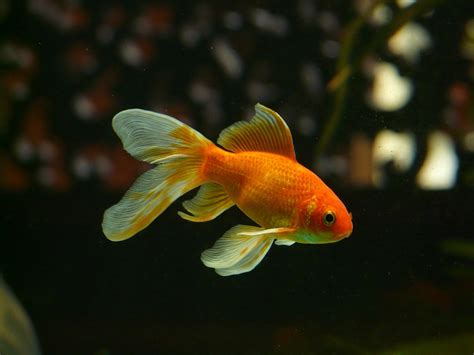 Goldfish Parimatch