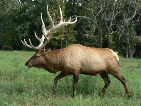 Great Wild Elk Bwin