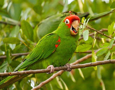 Happy Parrot Brabet