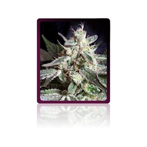 Informacion Maconha Black Jack