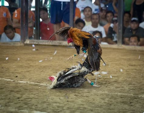 Jogo De Briga De Galos