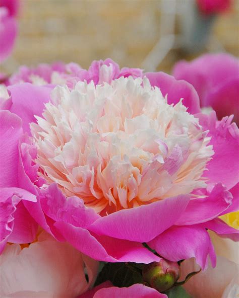 Jogue Peony Beauty Online