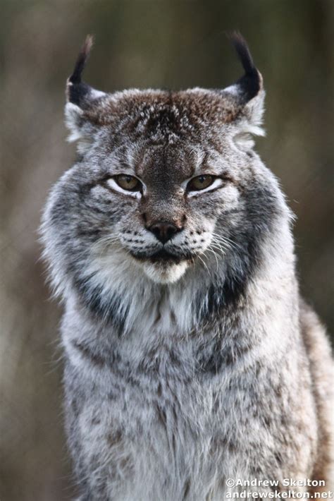 Jogue Siberian Lynx Online