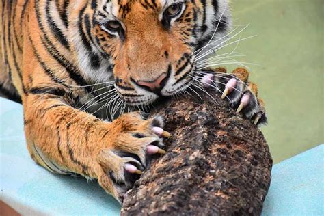 Jogue Tiger Claws Online