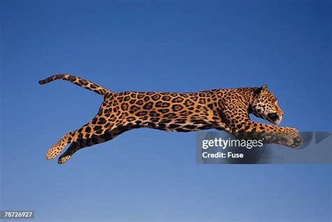 Jumping Jaguar Bwin