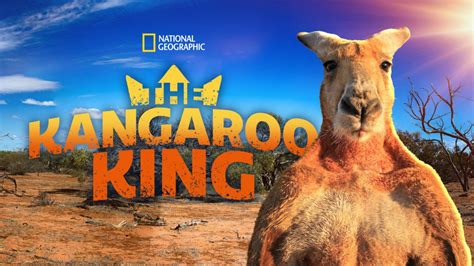 Kangaroo King Netbet